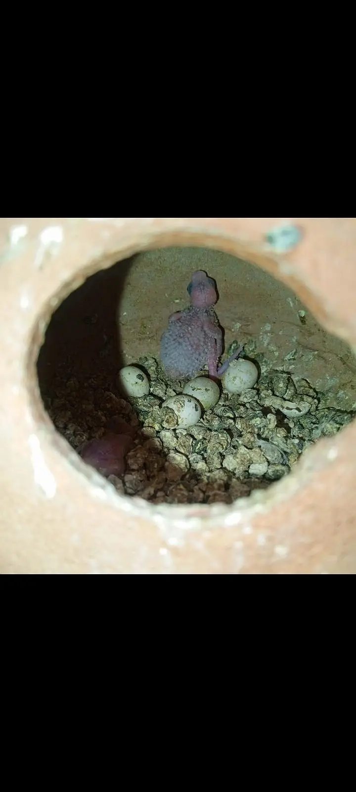 Budgies pair with chicks — photo 3