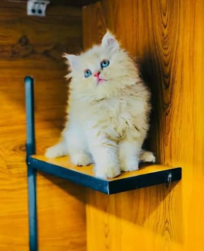 Persian female kitten for sale 03429704//074