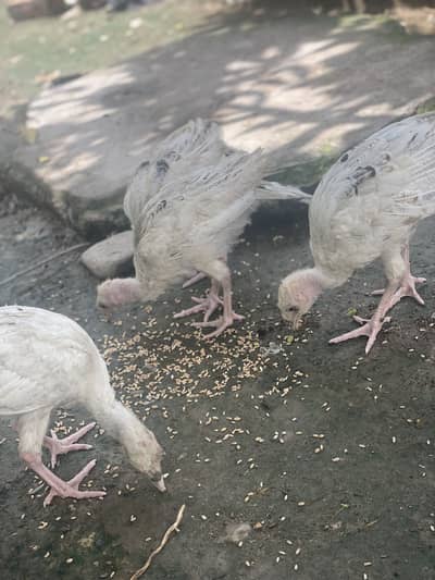 Full Grown Turkeys