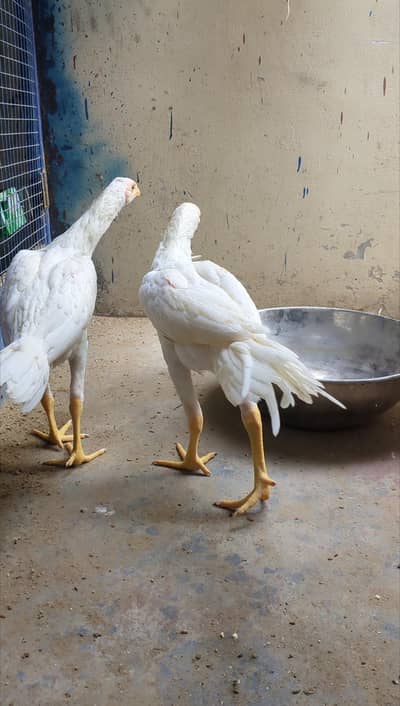 indian Parrot Beak 6 month pair