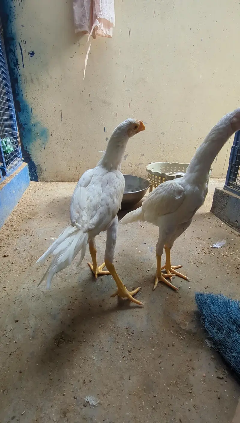 indian Parrot Beak 6 month pair — photo 4