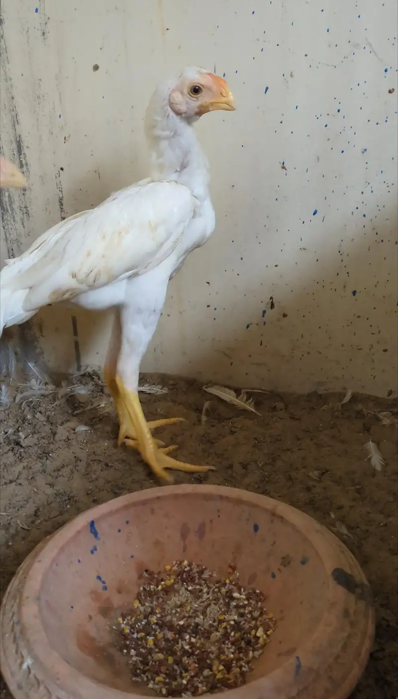 indian Parrot Beak 6 month pair — photo 5