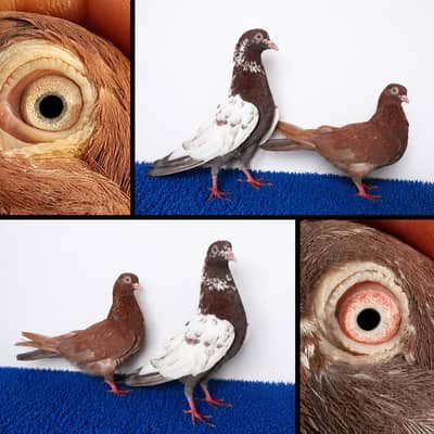 tedi/ferozpiri/joror waly/Pigeons|Kabootar/Pigeons in Lahore. . 2500 per