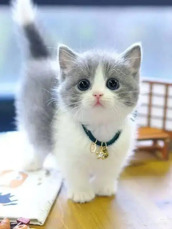 Persian cat for sale Mel female vaccine clear 0329=26=63=231= — photo 2