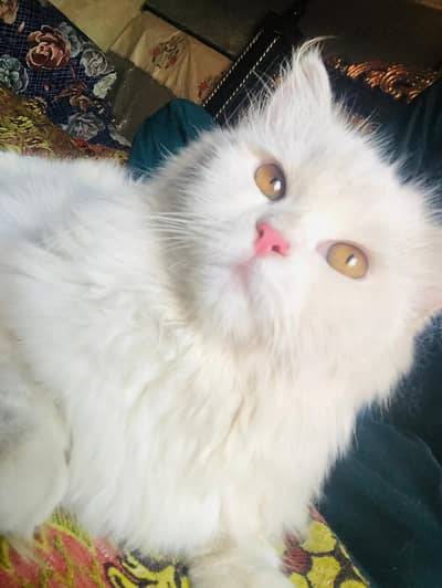 Beautiful Cat