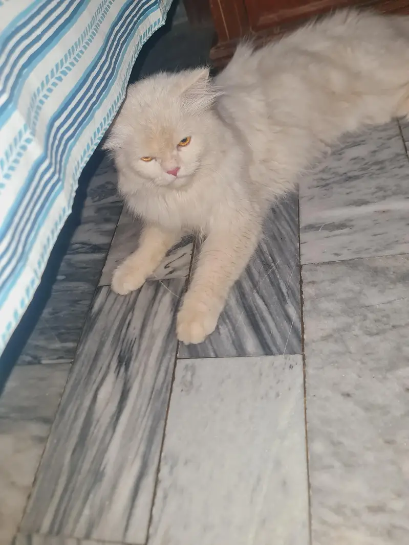 Beautiful Cat — photo 3