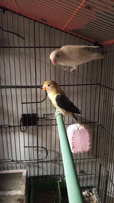 Parblue Opaline into Albino Split confirm pair