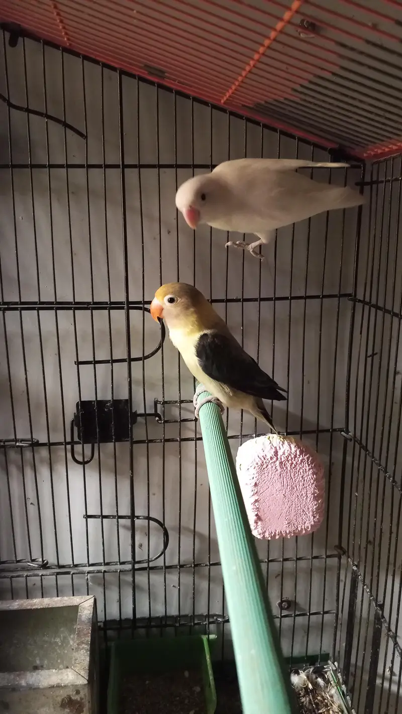 Parblue Opaline into Albino Split confirm pair