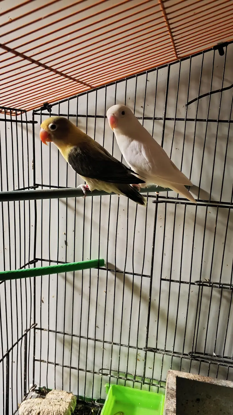 Parblue Opaline into Albino Split confirm pair — photo 3