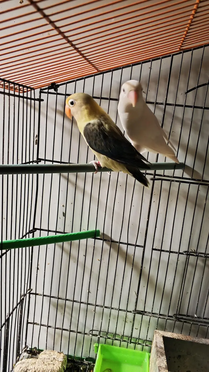 Parblue Opaline into Albino Split confirm pair — photo 4