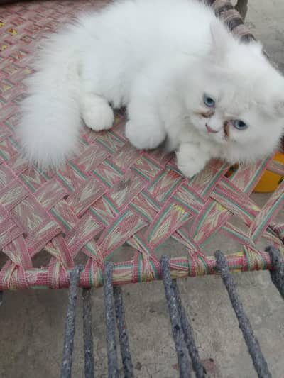 Persian Triple Coat doll face cat