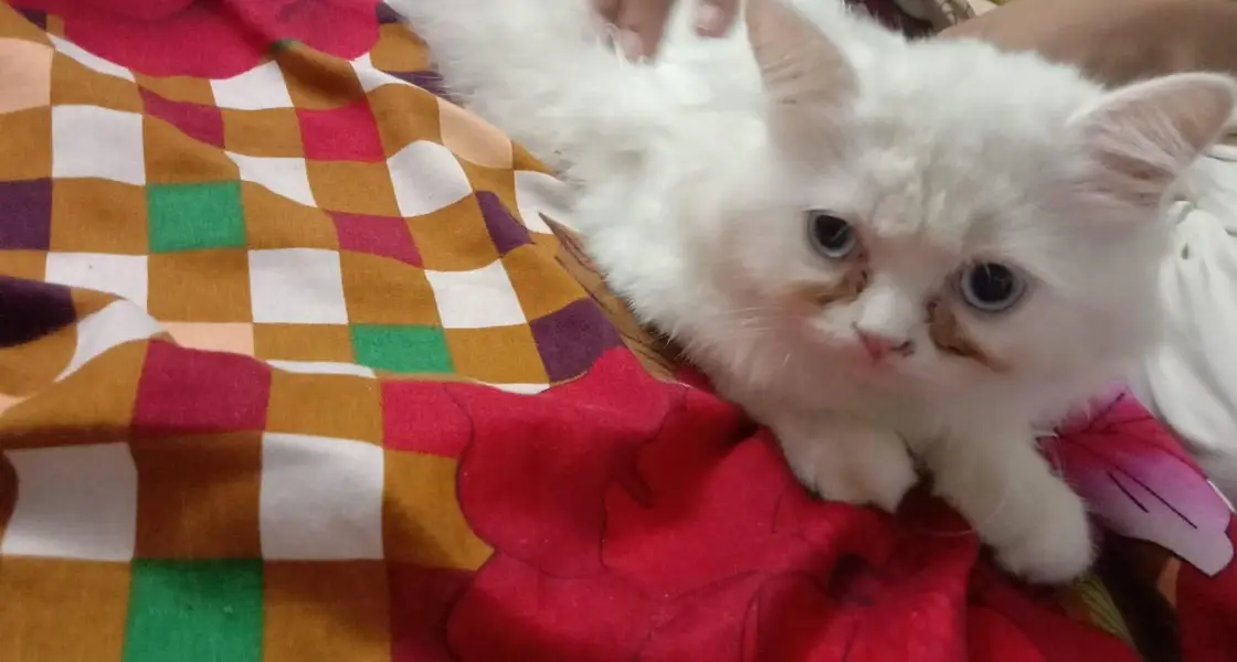 Persian Triple Coat doll face cat — photo 2