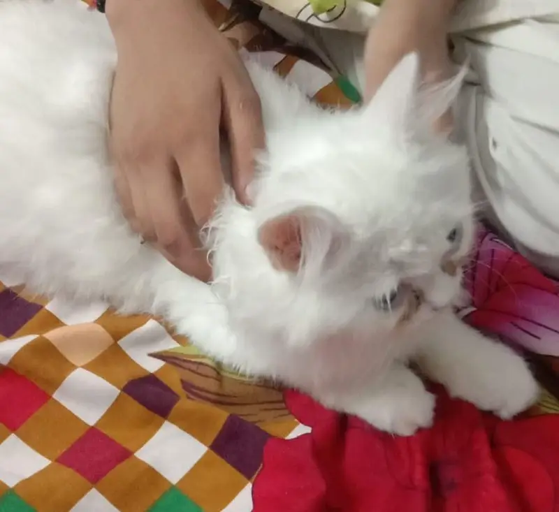 Persian Triple Coat doll face cat — photo 3