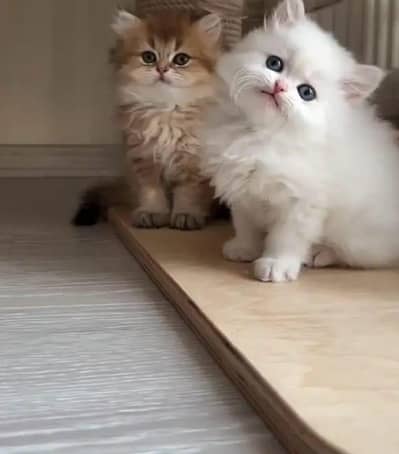 Persian female kitten for sale 03429704//074