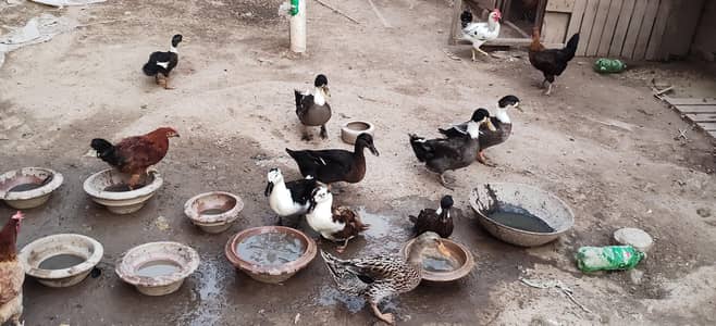 murgabe ducks