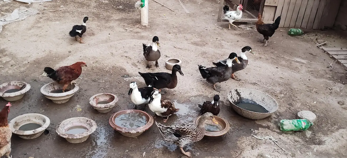 murgabe ducks