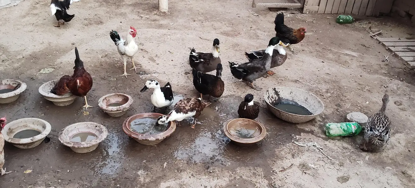 murgabe ducks — photo 2