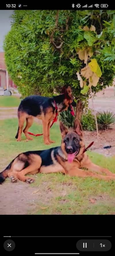 Germany shepherd double coat