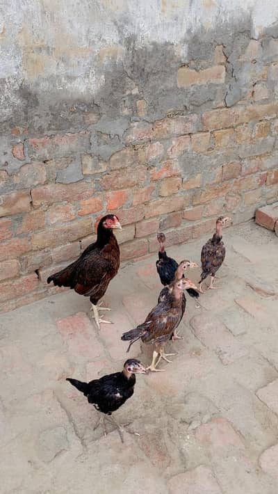 mainwali amrohi cras madi
