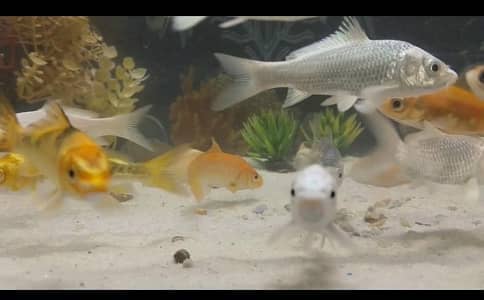Japanese white koi