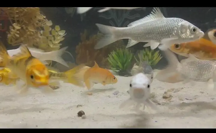 Japanese white koi