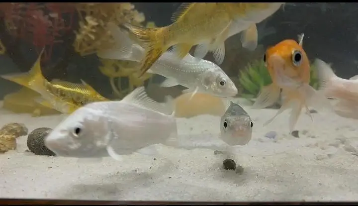 Japanese white koi — photo 2