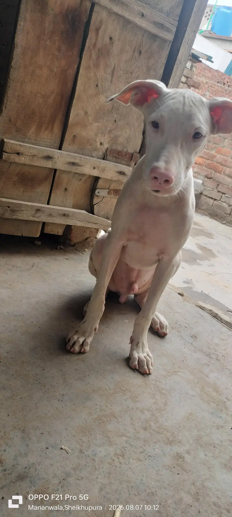 peure pink nose quality gultair