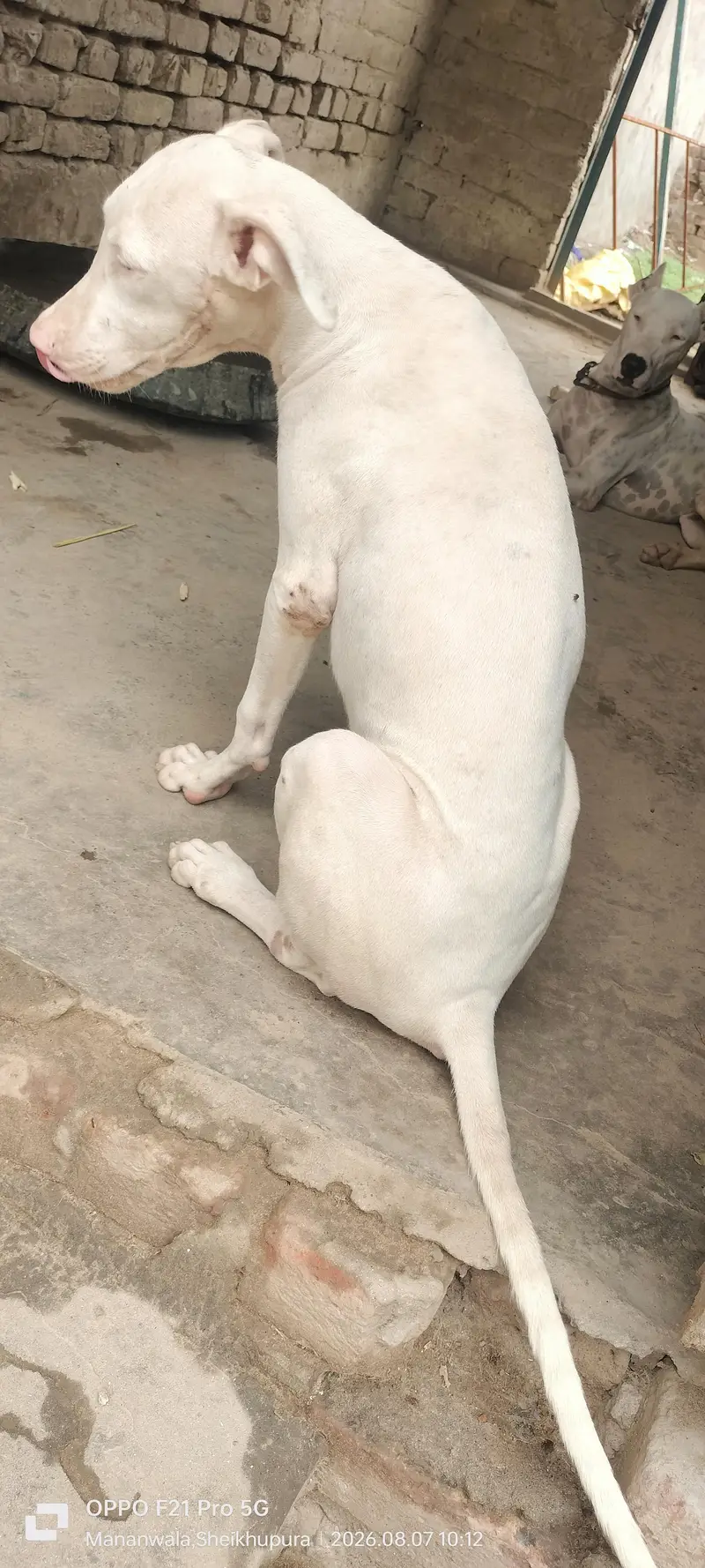 peure pink nose quality gultair — photo 2