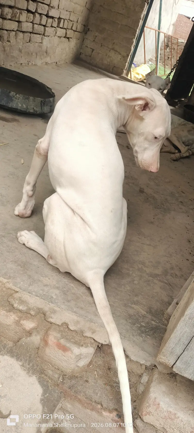 peure pink nose quality gultair — photo 3