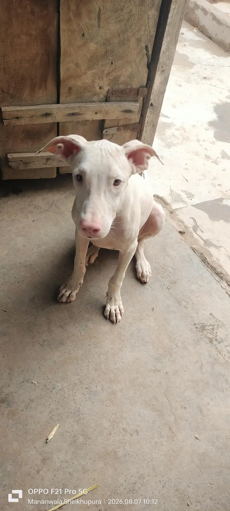 peure pink nose quality gultair — photo 4