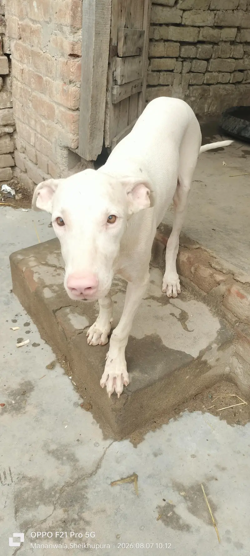 peure pink nose quality gultair — photo 5