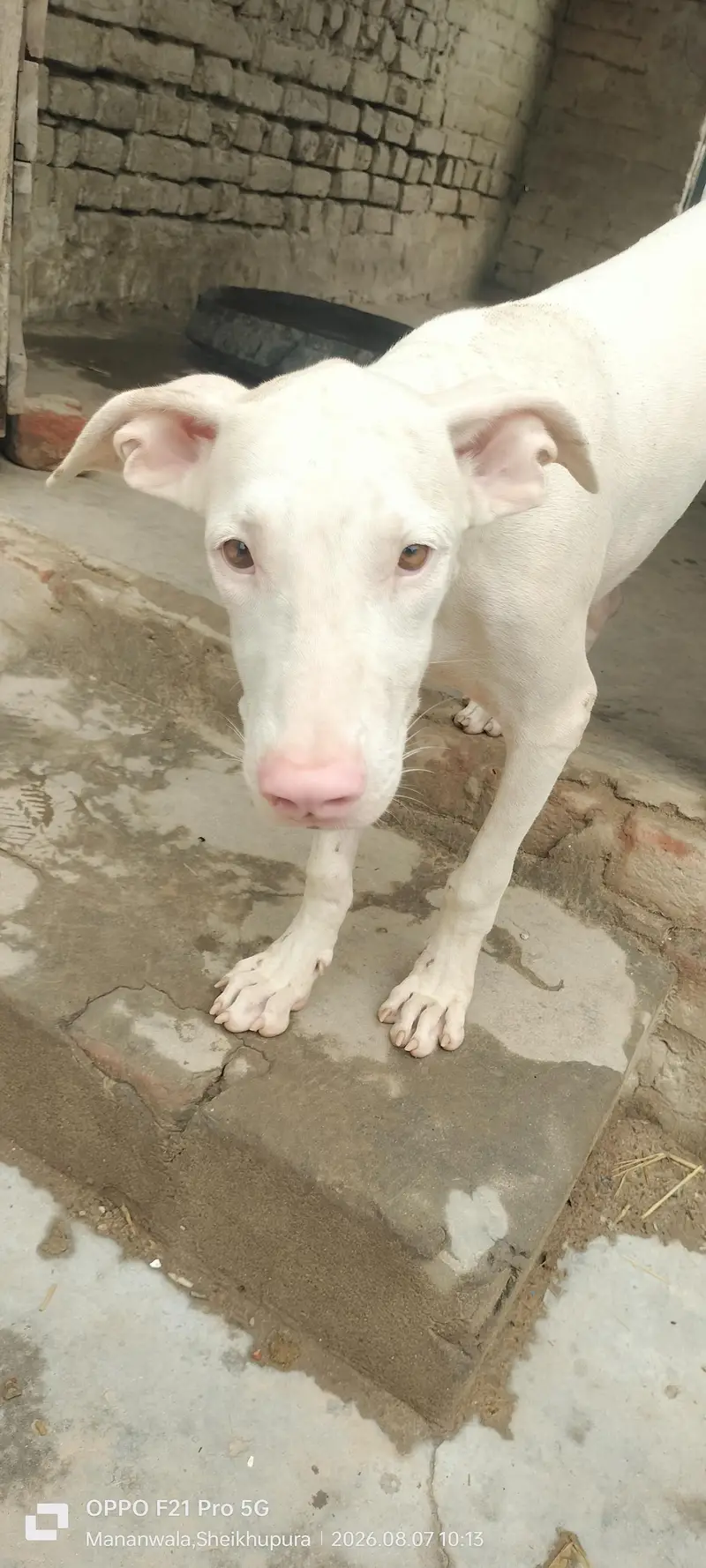 peure pink nose quality gultair — photo 6
