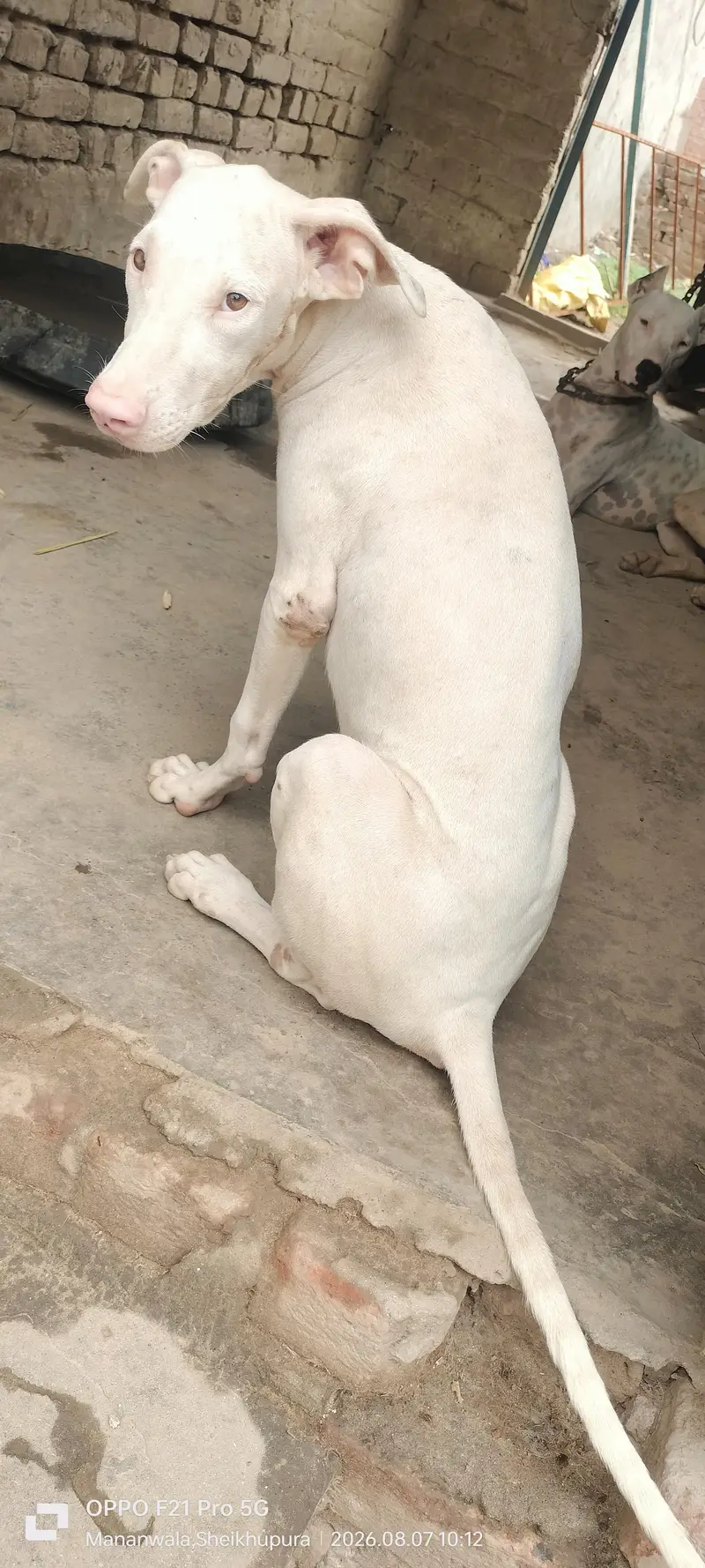 peure pink nose quality gultair — photo 7