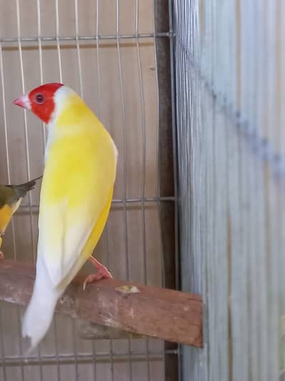 Top Quality Lady Gouldian and Bangelese for Sale
