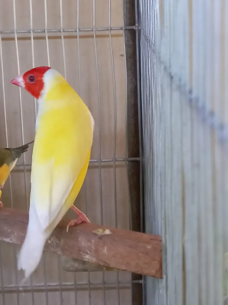 Top Quality Lady Gouldian and Bangelese for Sale
