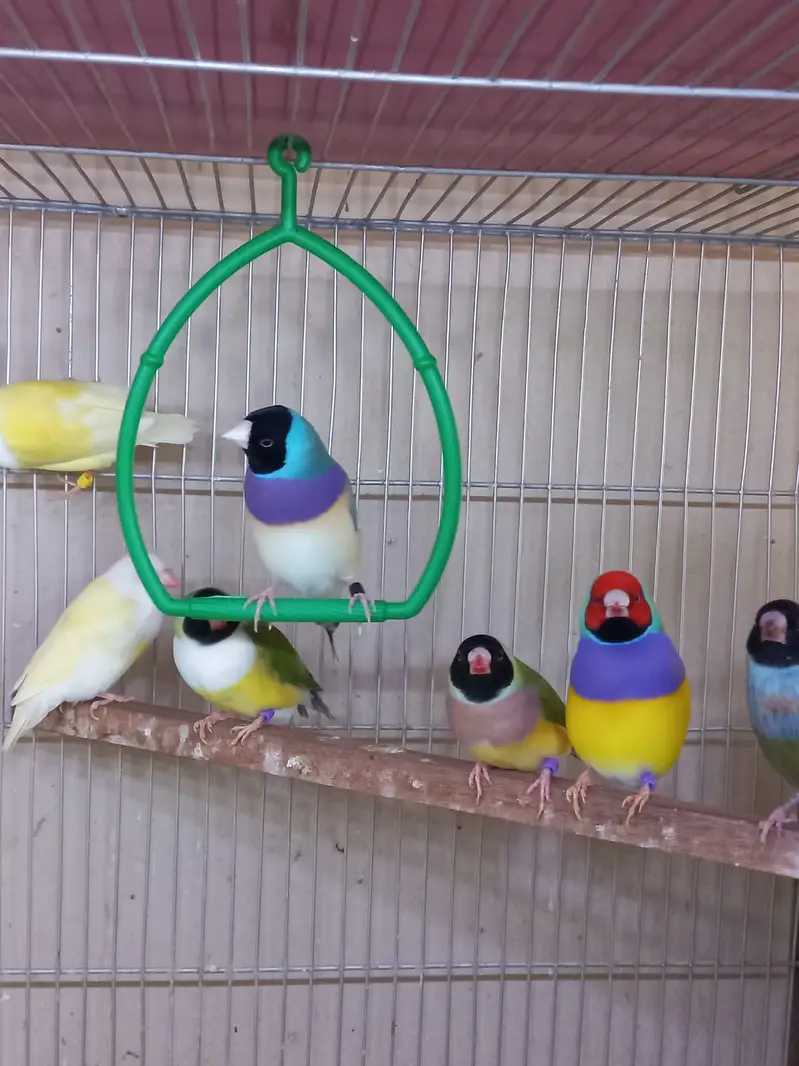 Top Quality Lady Gouldian and Bangelese for Sale — photo 2