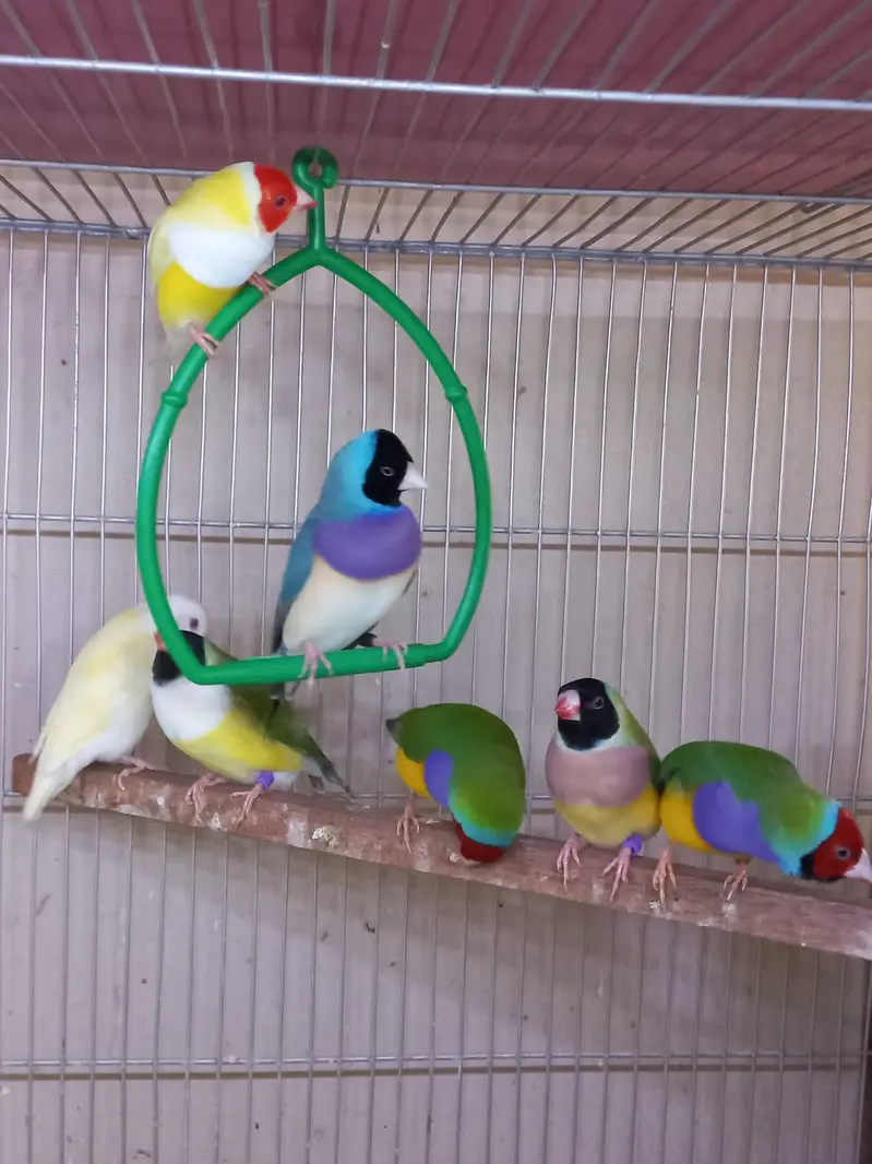 Top Quality Lady Gouldian and Bangelese for Sale — photo 3