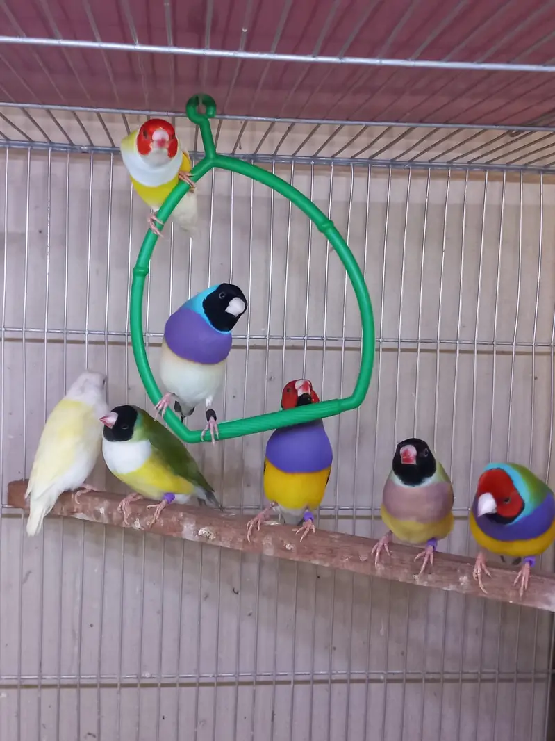 Top Quality Lady Gouldian and Bangelese for Sale — photo 4