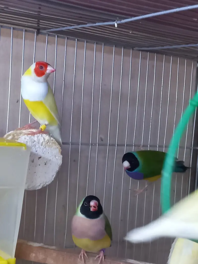 Top Quality Lady Gouldian and Bangelese for Sale — photo 5
