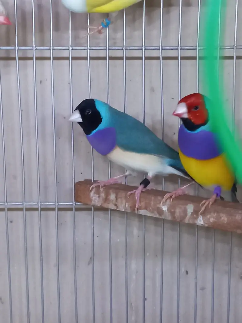 Top Quality Lady Gouldian and Bangelese for Sale — photo 6