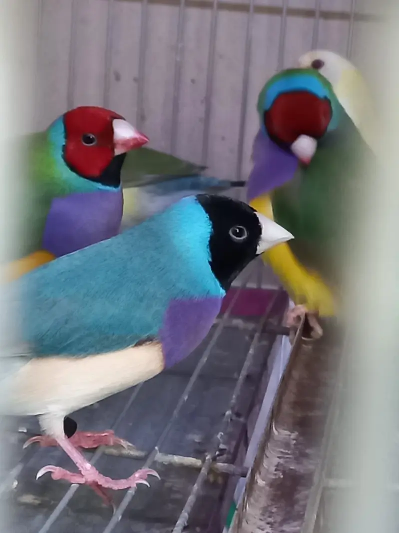 Top Quality Lady Gouldian and Bangelese for Sale — photo 7