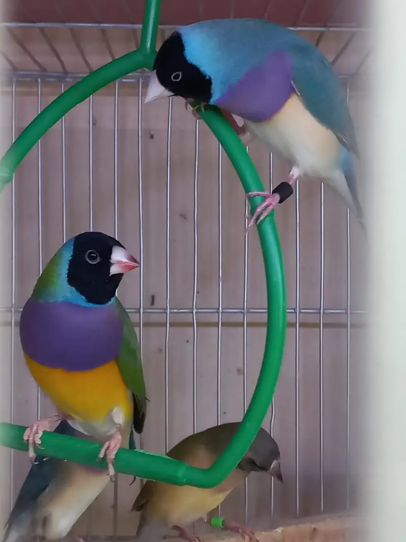 Top Quality Lady Gouldian and Bangelese for Sale — photo 8