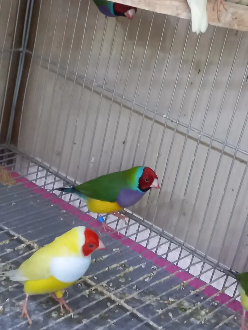 Top Quality Lady Gouldian and Bangelese for Sale — photo 9