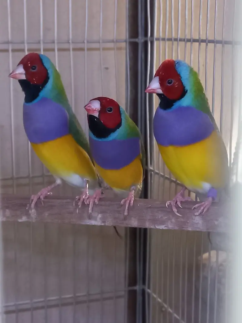 Top Quality Lady Gouldian and Bangelese for Sale — photo 10