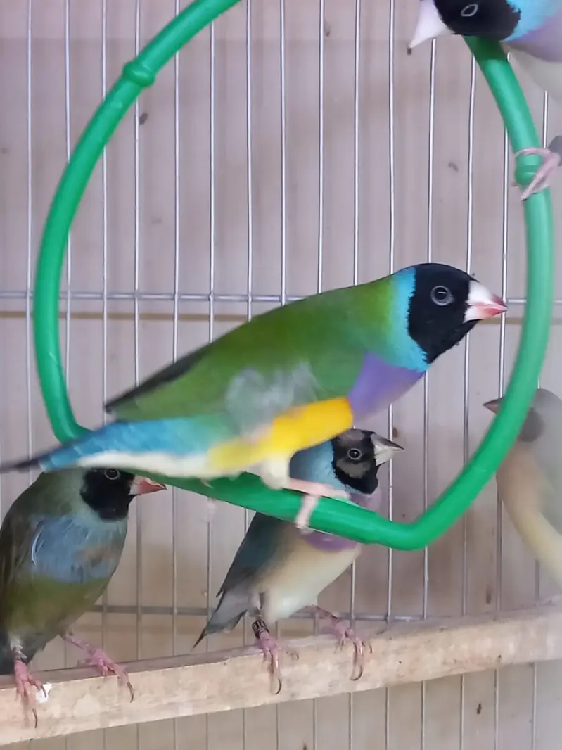 Top Quality Lady Gouldian and Bangelese for Sale — photo 11
