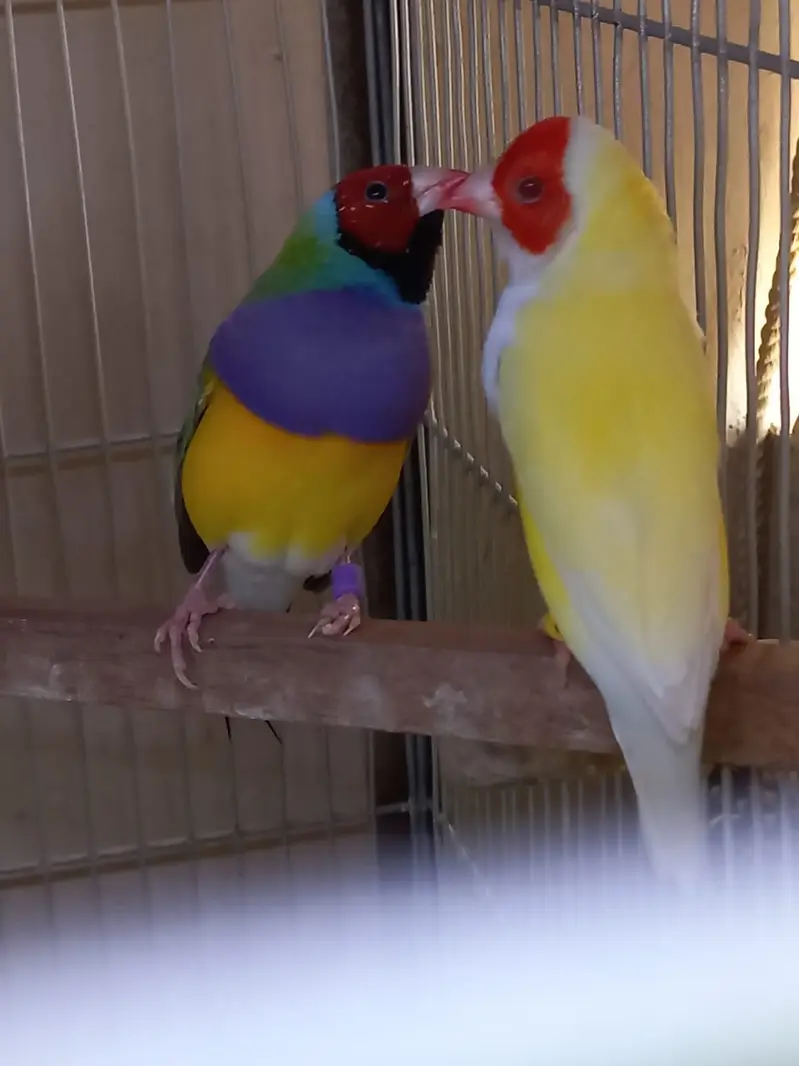Top Quality Lady Gouldian and Bangelese for Sale — photo 12