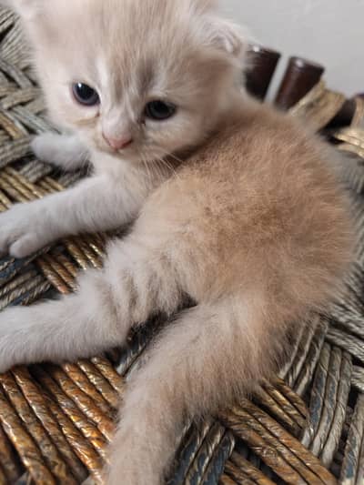 semi punch kitten pair