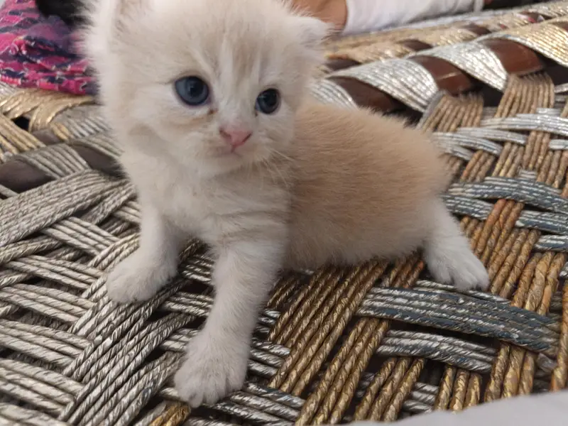 semi punch kitten pair — photo 2