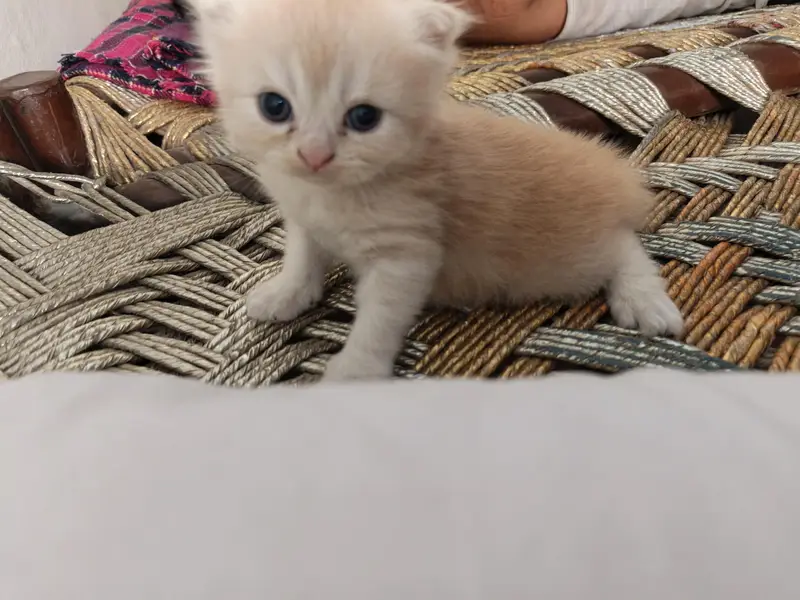 semi punch kitten pair — photo 3