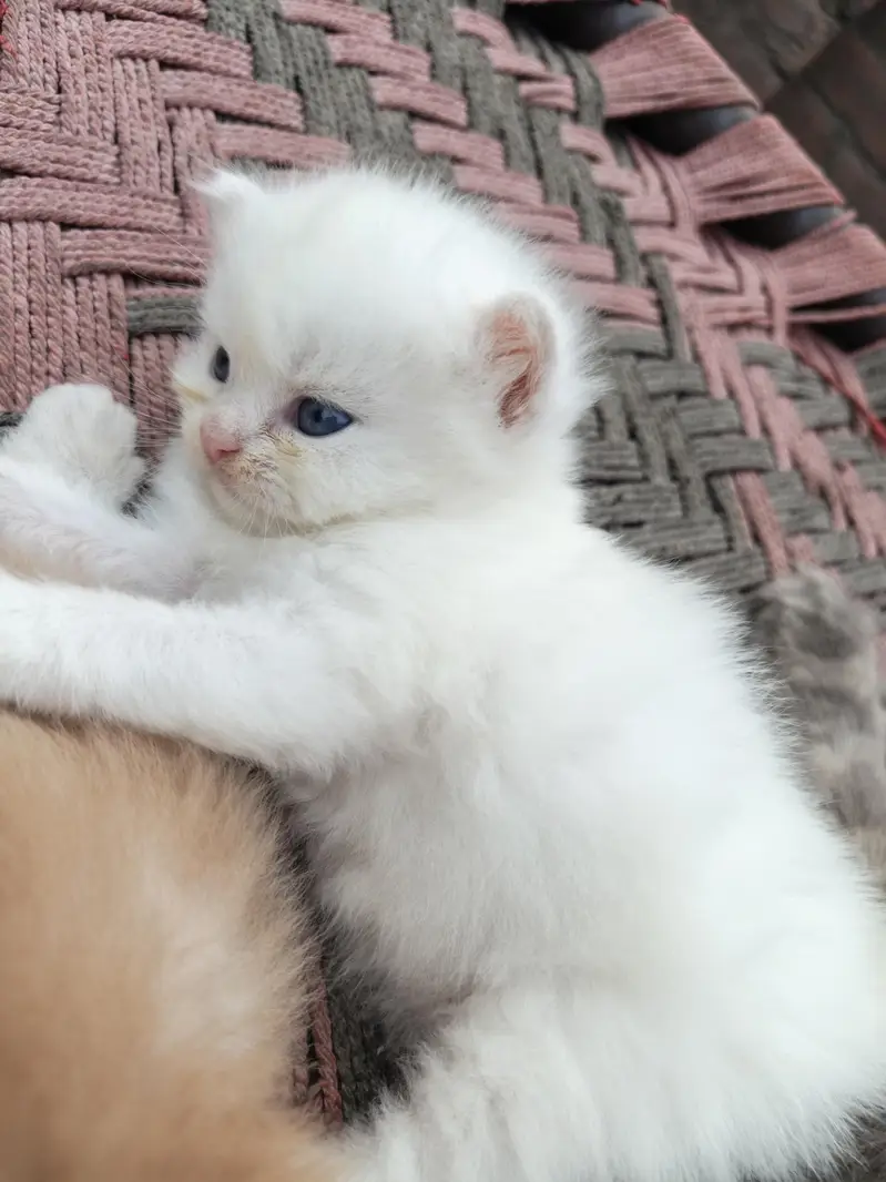 semi punch kitten pair — photo 4